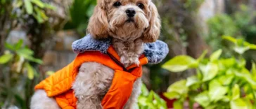 Small fluffy dog with curly light brown fur wearing a bright orange quilted jacket in a green garden, with expressive eyes and a curious look.