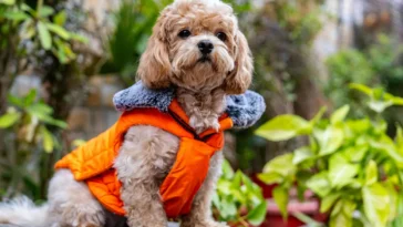Small fluffy dog with curly light brown fur wearing a bright orange quilted jacket in a green garden, with expressive eyes and a curious look.