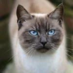 Smartest Cat Breeds