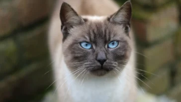 Smartest Cat Breeds