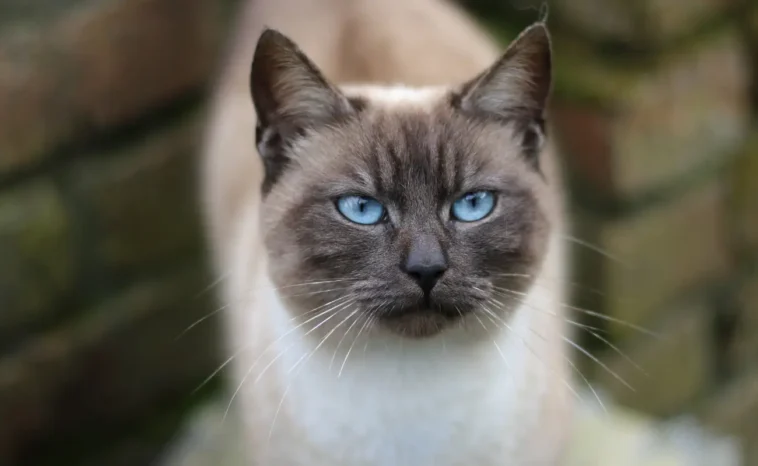 Smartest Cat Breeds