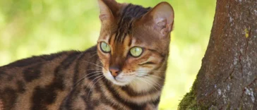 Adventurous Bengal cat fearlessly exploring the neighborhood, climbing fences and rooftops with confidence
