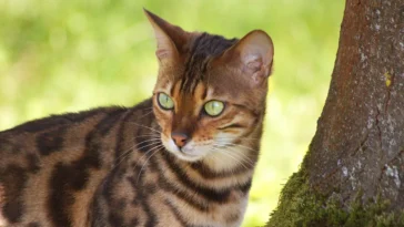 Adventurous Bengal cat fearlessly exploring the neighborhood, climbing fences and rooftops with confidence