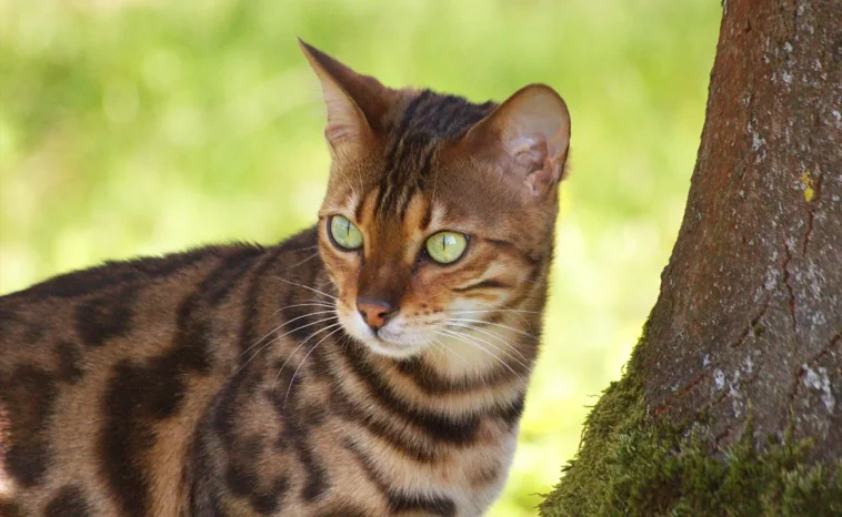 Adventurous Bengal cat fearlessly exploring the neighborhood, climbing fences and rooftops with confidence