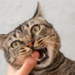 Why Do Cats Bite