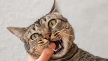 Why Do Cats Bite