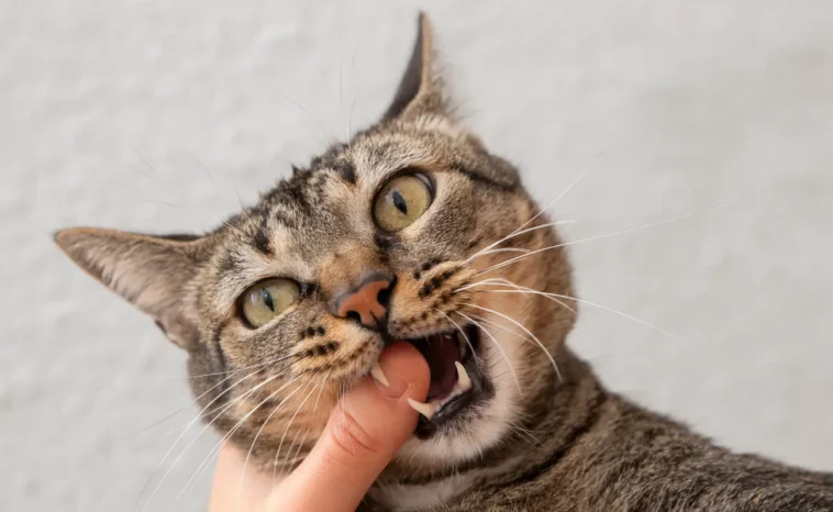 Why Do Cats Bite
