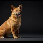 A relaxed dog meditating on a soft cushion in a peaceful, cozy living room with soft sunlight and calming decor, promoting pet relaxation and stress relief.
