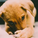 Close-up of a young light brown puppy with floppy ears and dark eyes, resting its paw on a human hand, creating a warm and inviting atmosphere.