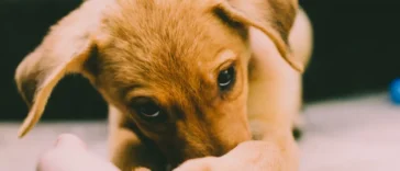 Close-up of a young light brown puppy with floppy ears and dark eyes, resting its paw on a human hand, creating a warm and inviting atmosphere.