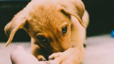 Close-up of a young light brown puppy with floppy ears and dark eyes, resting its paw on a human hand, creating a warm and inviting atmosphere.