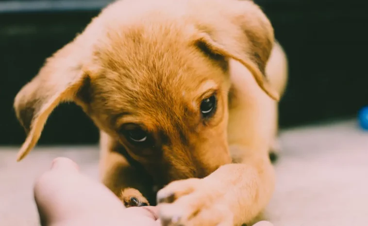 Close-up of a young light brown puppy with floppy ears and dark eyes, resting its paw on a human hand, creating a warm and inviting atmosphere.