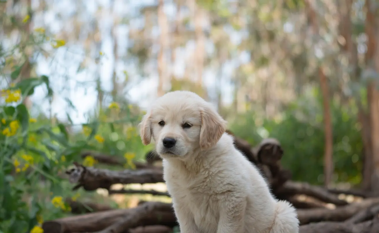 Fluffy golden retriever puppy with a cream-colored coat sitting outdoors in a serene garden setting with blurred greenery and yellow flowers."