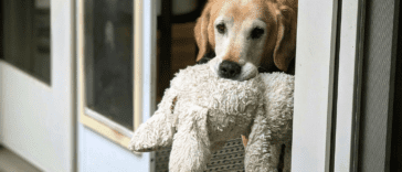 Diabetic Dog Cookies