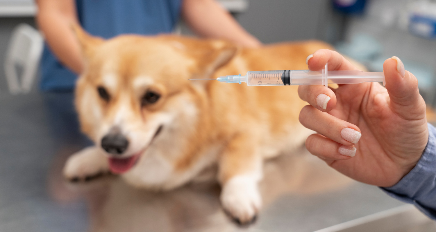  Diabetic Dog Brain Milliosmoles Anesthesia
