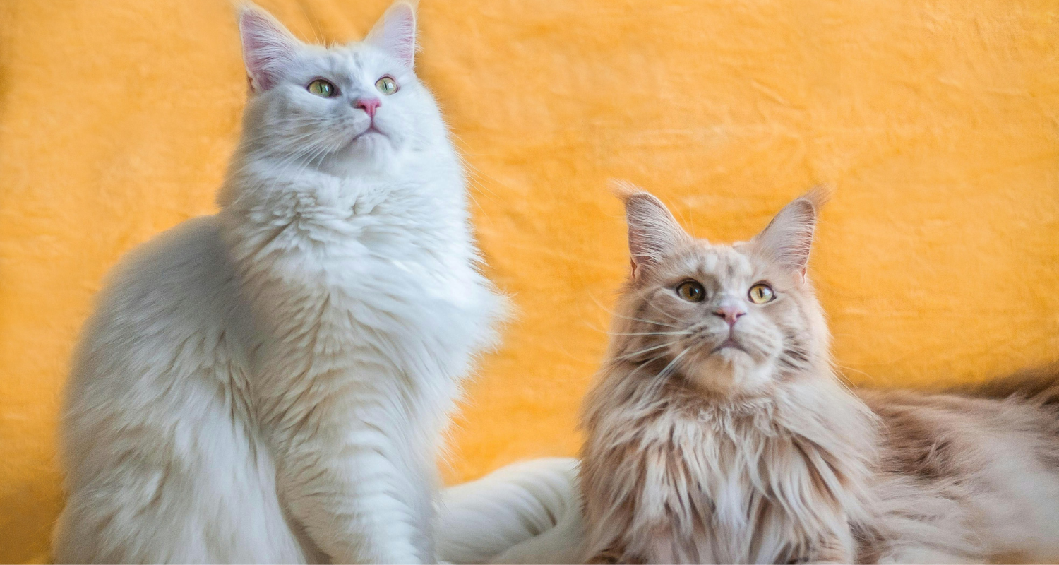Maine Coon