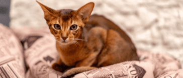 Oriental Shorthair Cat Hypoallergenic
