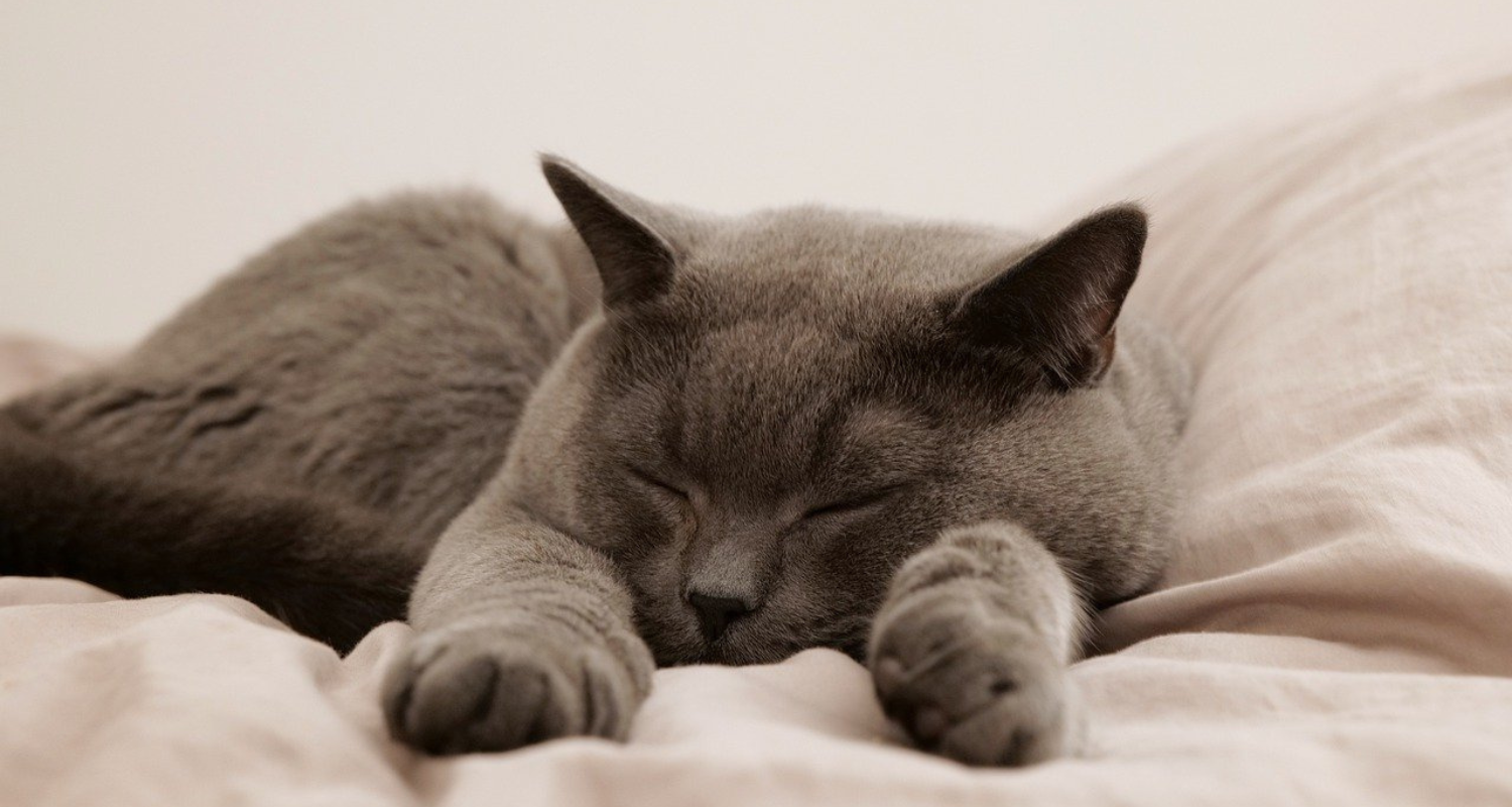 Are British Blue Cats Hypoallergenic?