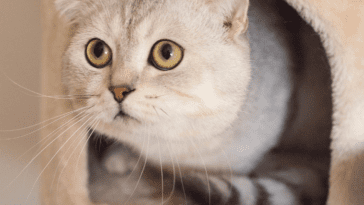 Are Scottish Fold Cats Hypoallergenic