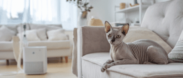 Hypoallergenic Cat Adoption​