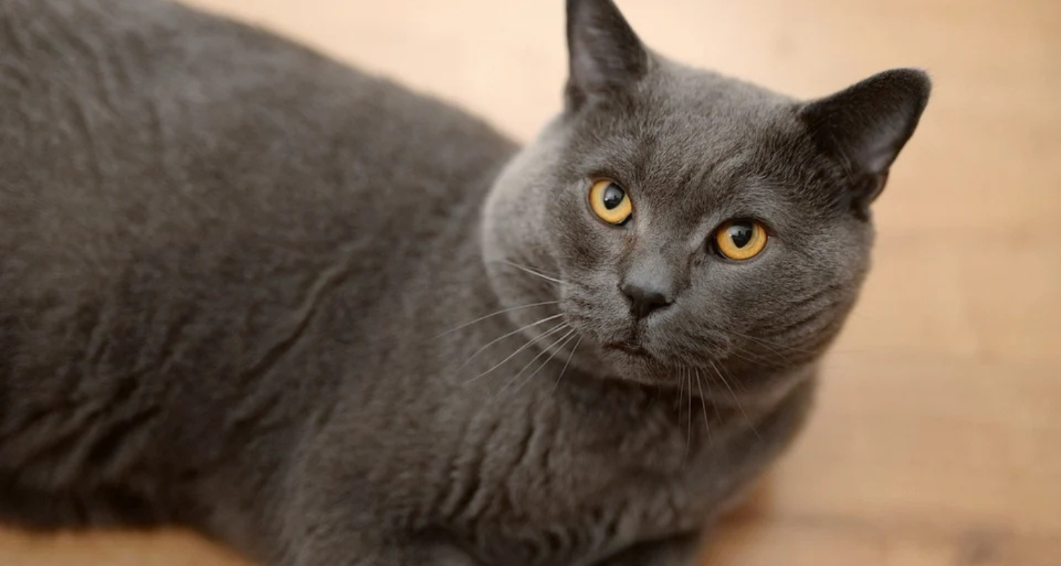 Are British Blue Cats Hypoallergenic?
