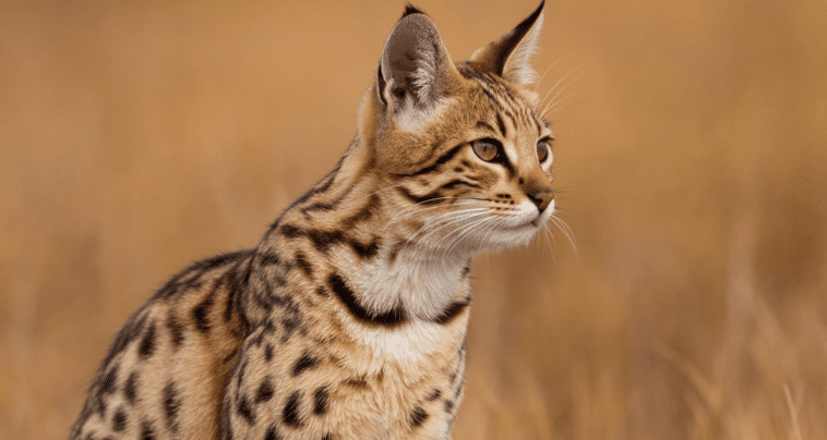 Savannah Cat