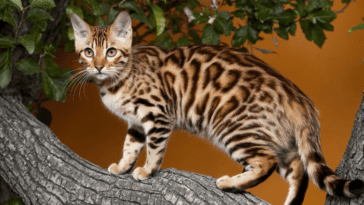 Bengal Cats: Are They Hypoallergenic?
