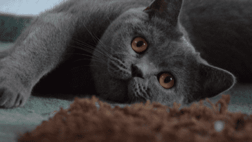 Are British Blue Cats Hypoallergenic?