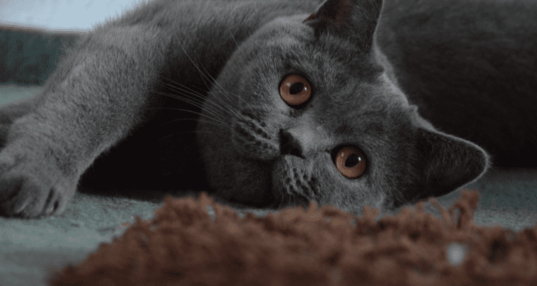 Are British Blue Cats Hypoallergenic?
