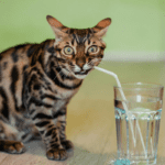 Bengal House Cats