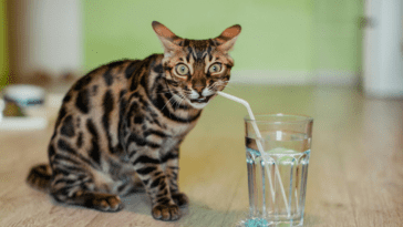 Bengal House Cats