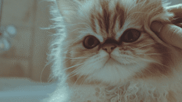 Hypoallergenic Cat Shampoo​
