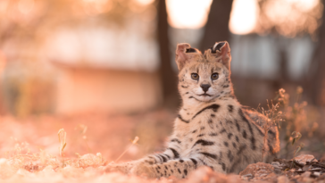 Savannah Cat Hypoallergenic​