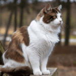 Hypoallergenic Norwegian Forest Cat