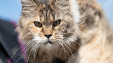 Is a Maine Coon Cat Hypoallergenic? Explore Maine Coon allergies and their low-dander traits that make them a better option for allergy sufferers.