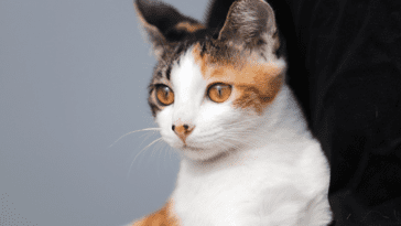 Are Calico Cats Hypoallergenic?