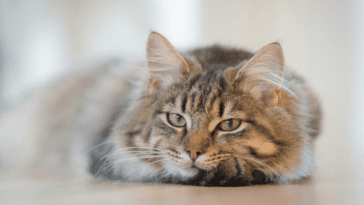 Hypoallergenic Siberian Cat