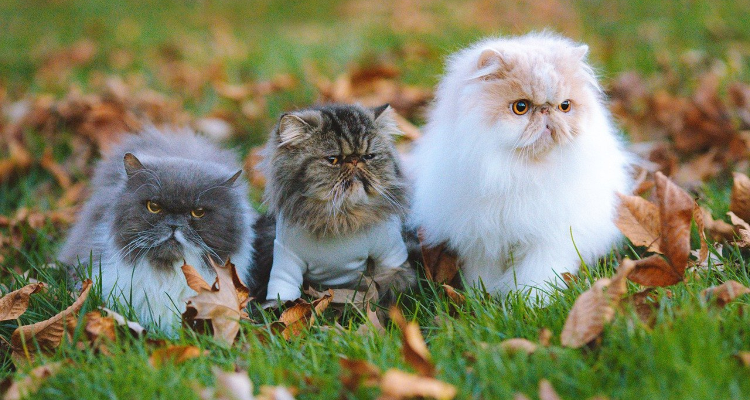 Persian cats hypoallergenic