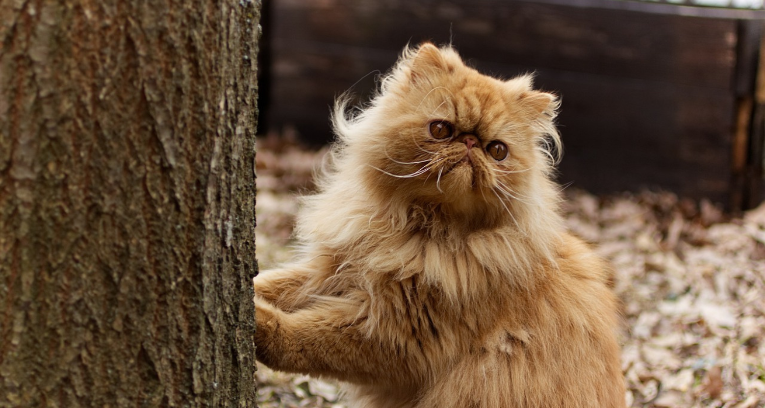 Are Persian Cats Hypoallergenic