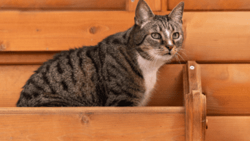 Are Domestic Shorthair Cats Hypoallergenic?