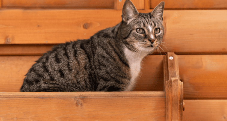 Are Domestic Shorthair Cats Hypoallergenic?