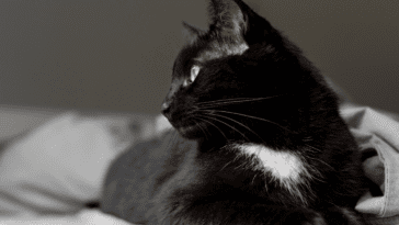 Are Black Cats Hypoallergenic