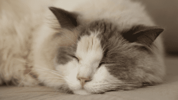 Ragdoll Cat Hypoallergenic