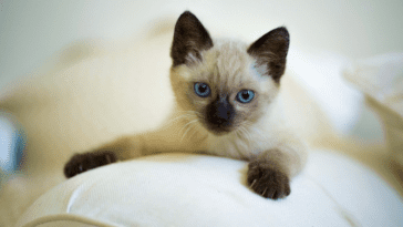Balinese Cat Hypoallergenic