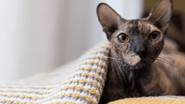 Best Hypoallergenic Cat