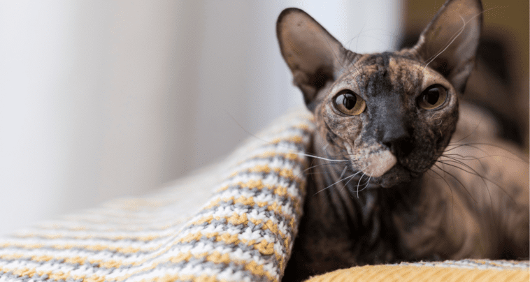 Best Hypoallergenic Cat