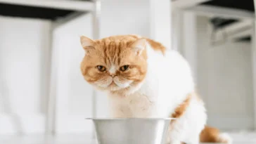 Cat Stopped Eating Wet Food .Cat stopped eating wet food