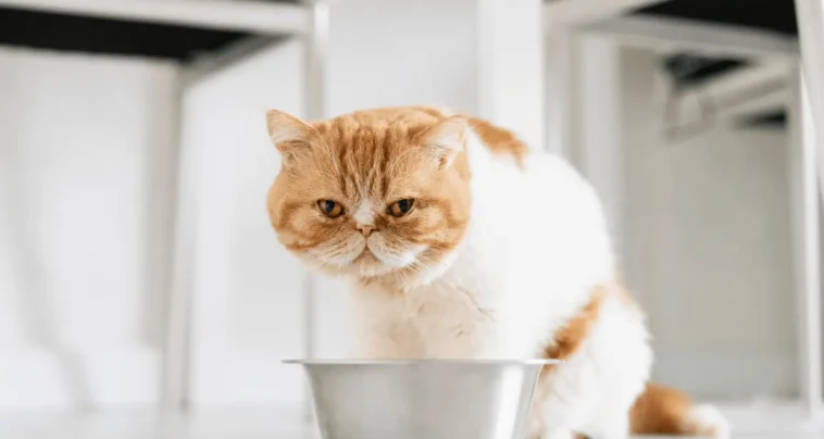 Cat Stopped Eating Wet Food .Cat stopped eating wet food