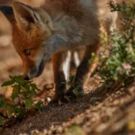 Can Foxes Eat Cat Food? A Guide to Safe Feeding Practices