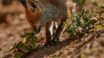 Can Foxes Eat Cat Food? A Guide to Safe Feeding Practices